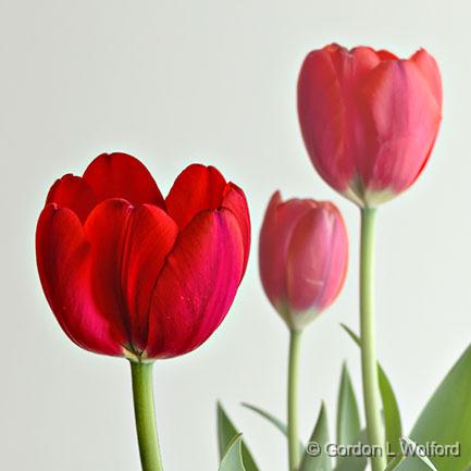 Red Tulips_P1100750-2.jpg - Photographed at Smiths Falls, Ontario, Canada.
